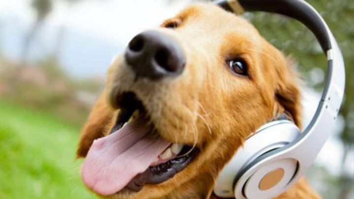 Un Ayuntamiento gastará 7.000 euros en un concierto para perros