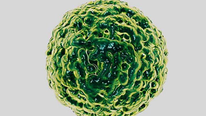 Norovirus: qué es, síntomas, cómo tratarlo y por qué está afectando a China