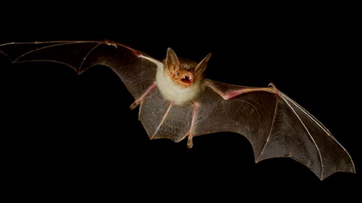 Una viróloga de Wuhan alerta: hay más murciélagos capaces de transmitir enfermedades a humanos