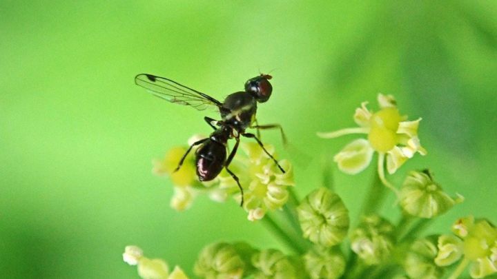 Los insectos pierden su capacidad voladora por el viento, tal cómo ya dijo Darwin