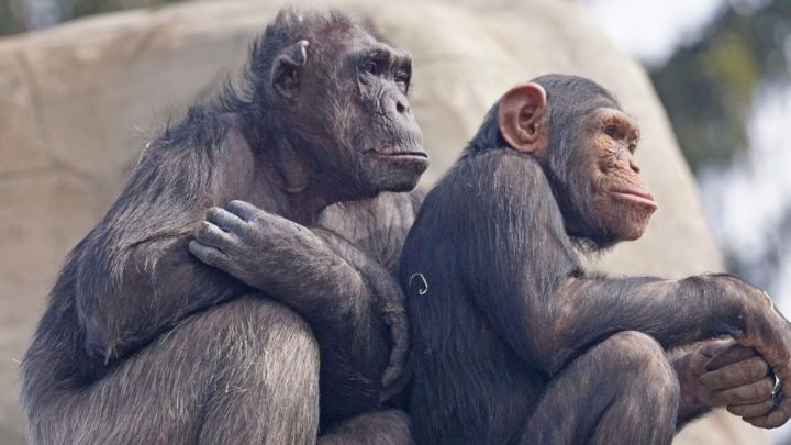 Dos macacos consiguen ver gracias a un dispositivo de estimulación cerebral
