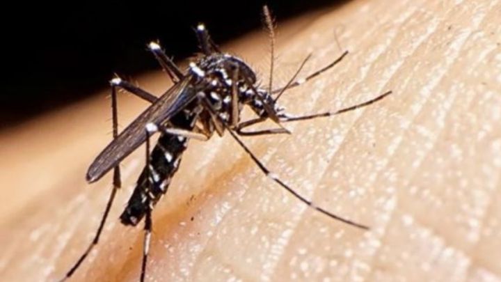 Alerta sanitaria en Paraguay por dengue