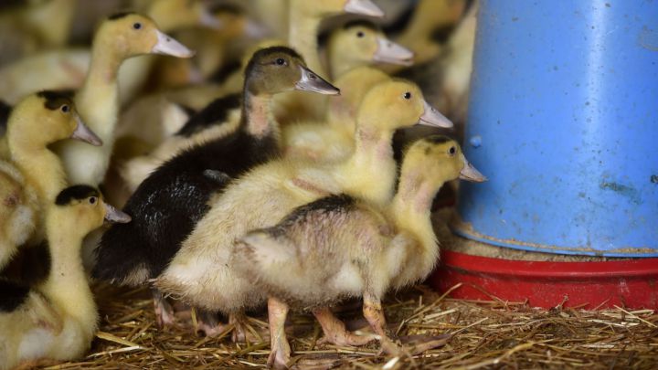 Localizan 61 focos de gripe aviar en Francia
