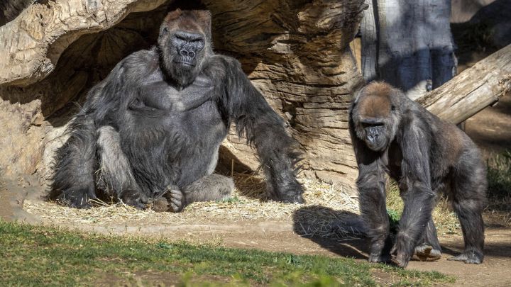 Varios gorilas de un zoo de EEUU se contagian de coronavirus