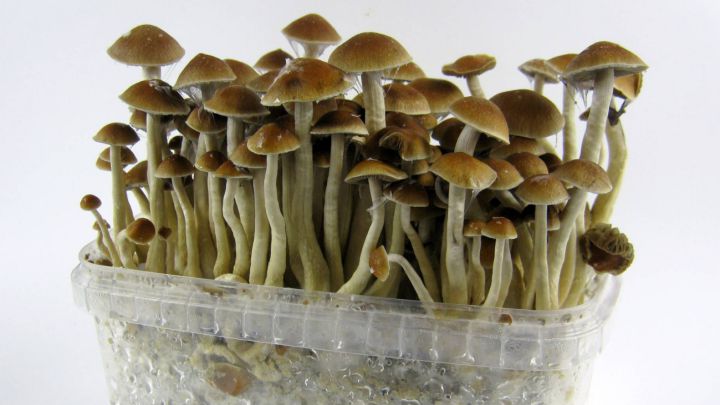 Se inyecta un té de hongos alucinógenos, tiene infección y le crecen hongos en las venas