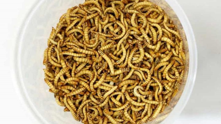 La autoridad alimentaria europea avala el consumo del gusano de la harina
