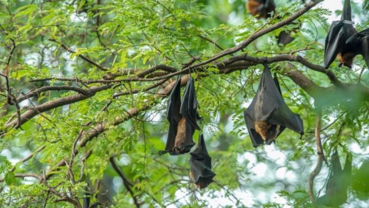 Murciélagos virus Nipah Asia pandemia Tailandia