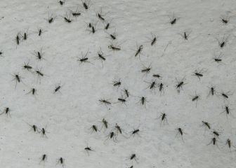 El nuevo mosquito de la malaria preocupa a los científicos