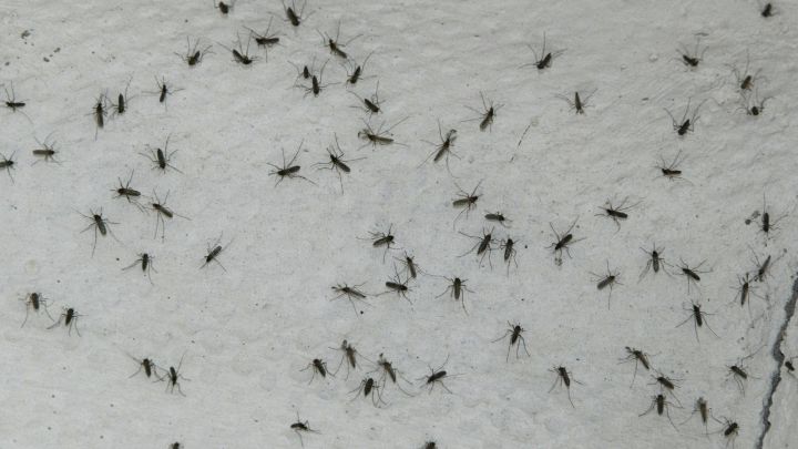 El nuevo mosquito de la malaria preocupa a los científicos