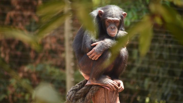 La bacteria Sarcina: responsable de la muerte de chimpancés en África Occidental