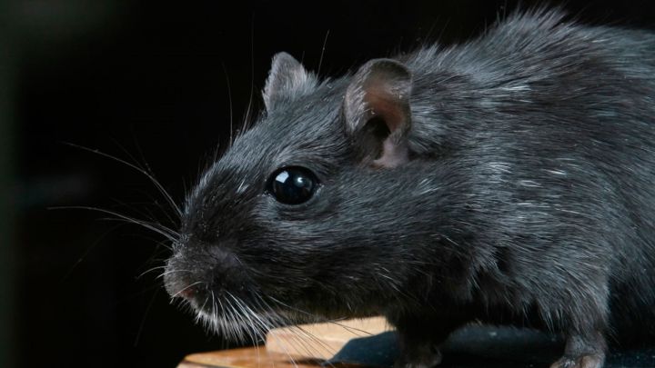 Detectan ratas negras en el centro de Madrid