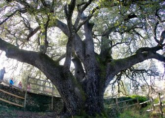Árbol España Europa concurso Aragón encina