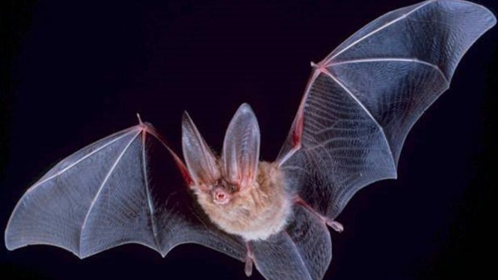 Encuentran murciélagos con un nuevo coronavirus similar al causante de la COVID-19