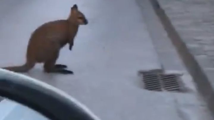 Atrapan un canguro wallabi en las calles de Barcelona