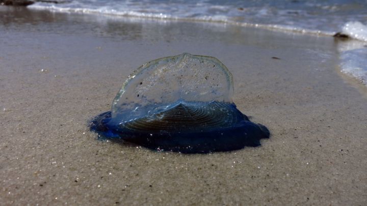 Invasión de medusas 'Velella velella' en las playas de Galicia