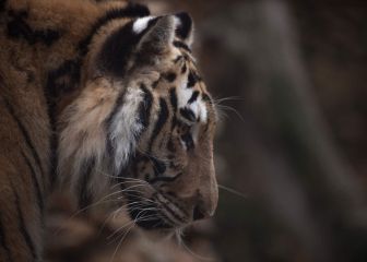 Sherhan, el tigre cantante que vive en un zoo de Rusia