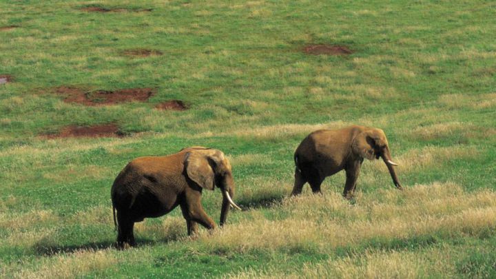 Un elefante mata a un trabajador del Parque de Cabárceno