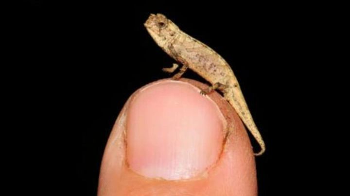 El reptil más pequeño del mundo