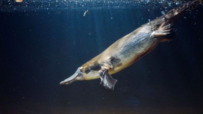 Ornitorrinco animales brilla oscuridad luz ultravioleta