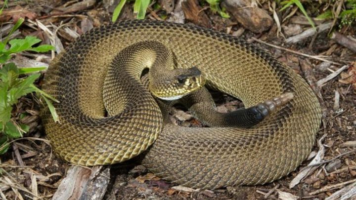 Una serpiente cascabel muerde a un hombre de 30 años