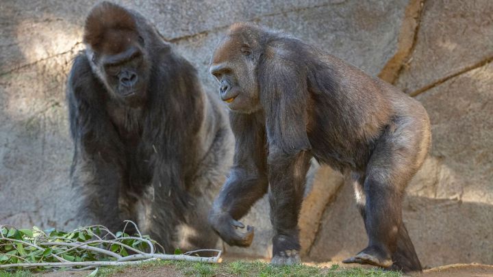 Nueve simios de un zoo de Estados Unidos, los primeros animales vacunados del mundo