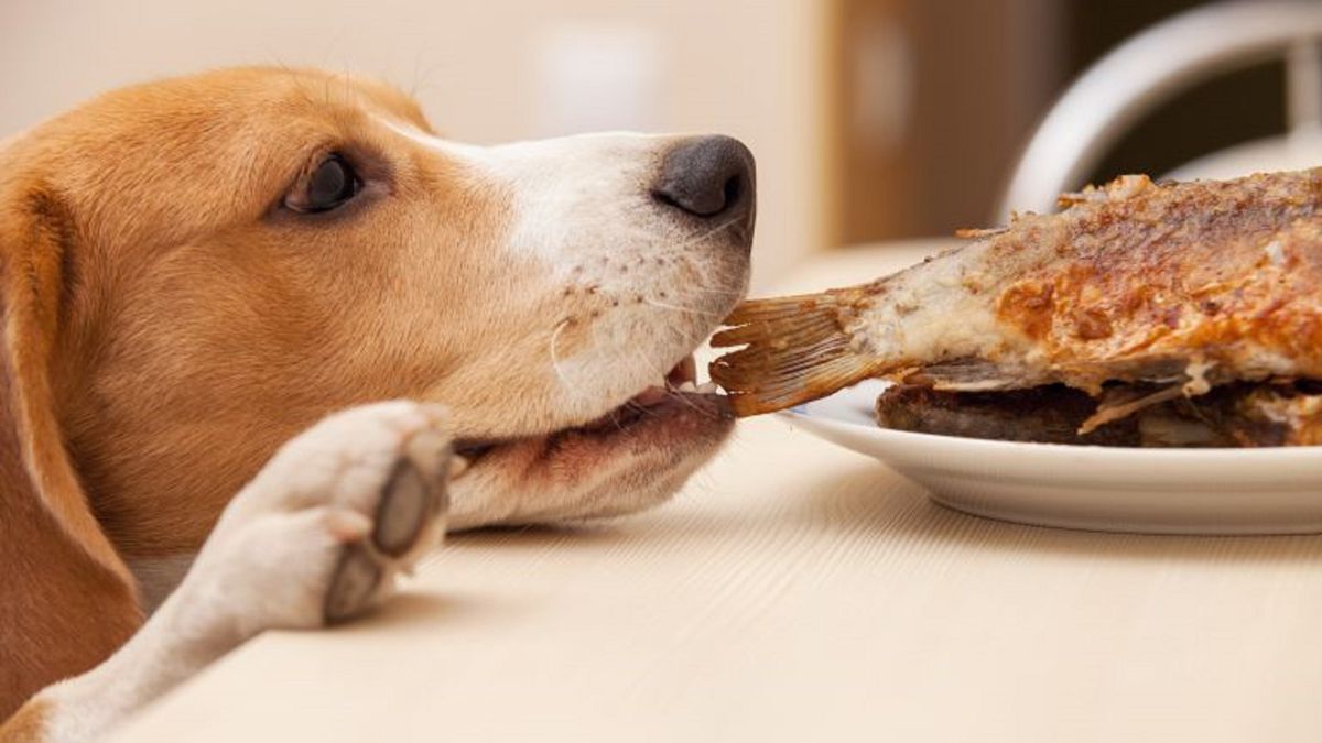 Los alimentos de humanos que los perros no deben comer AS.com