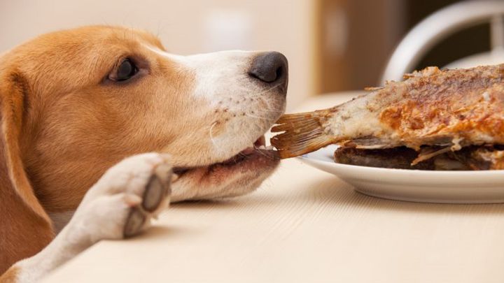Los alimentos de humanos que los perros no deben comer