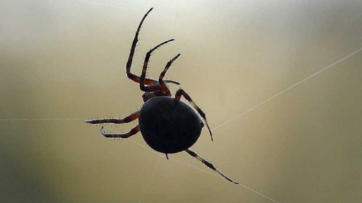 La doble identidad de una de las arañas más venenosas del mundo