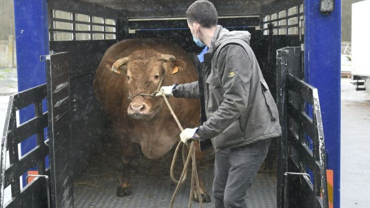 Una vaca de récord: 884 kilos de carne premium