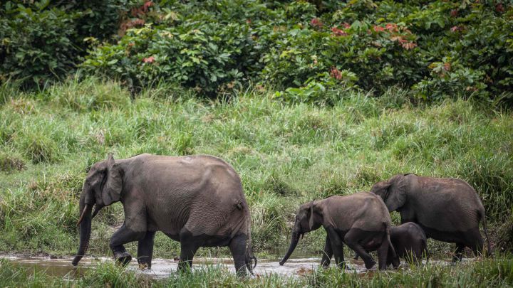 Peligro para el elefante africano: dos especies en riesgo de extinción