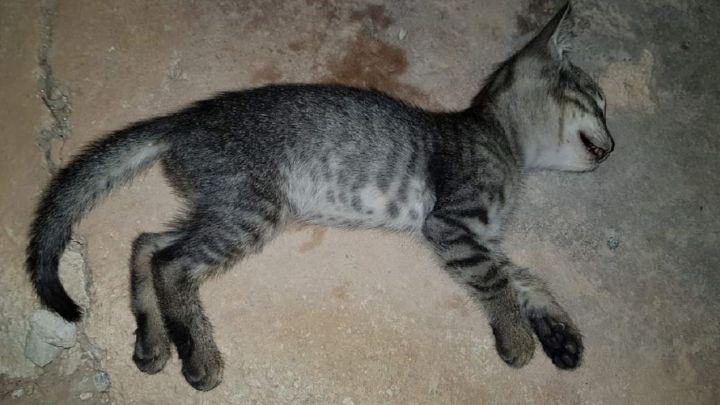 Masacre en Elche: denuncian la matanza de 60 gatos