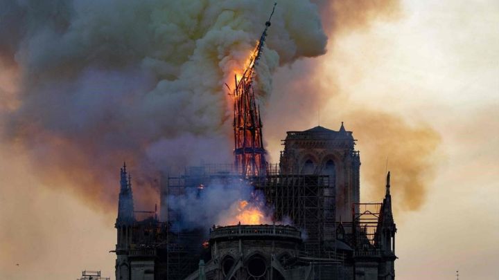 Un árbol de 230 años para reconstruir Notre Dame