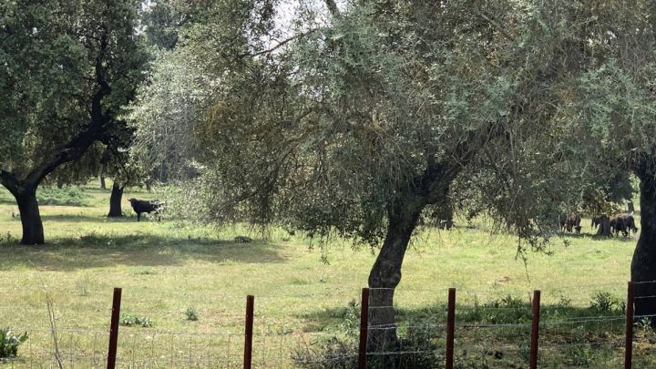 Un toro escapa de una ganadería de Sevilla y hiere a dos mujeres