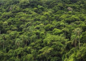 El origen de la selva amazónica sería el mismo que el fin de los dinosaurios