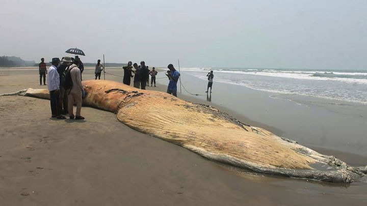 El extraño caso de las ballenas muertas en Bangladesh