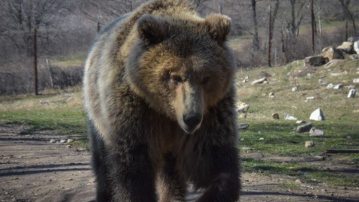 Oso grizzly ataque mortal guía de montaña Yellowstone