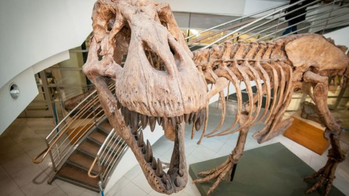 El T-Rex no era tan veloz: igual de lento que un ser humano