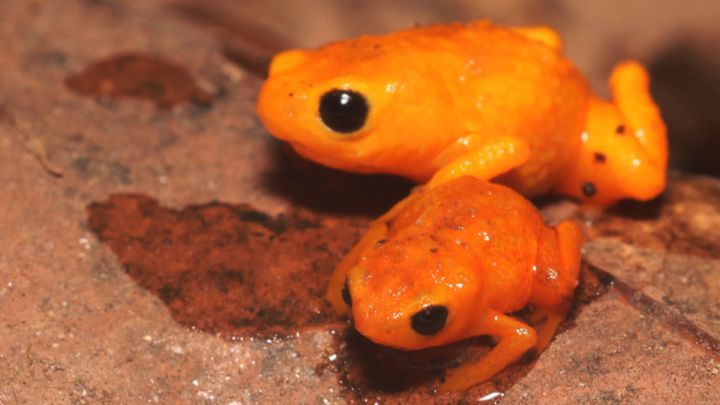 sapo diminuto calabaza descubrimiento brilla Brasil