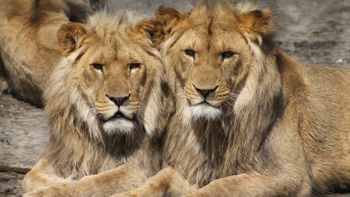 Ocho leones dan positivo por coronavirus en India