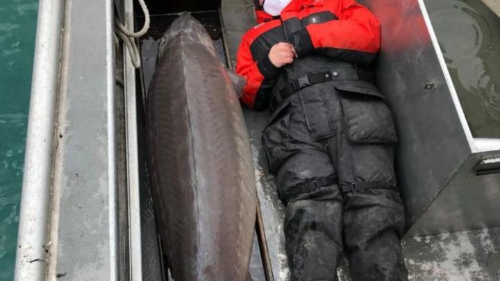 Encuentran un pez gigante con más de 100 años
