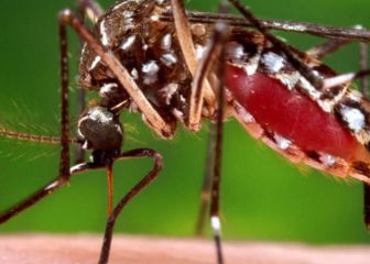 Liberan a los primeros mosquitos modificados genéticamente en EEUU