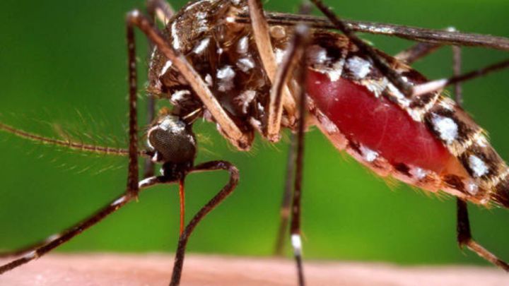 Mosquito Aedes Aegypti Estados Unidos modificados genéticamente