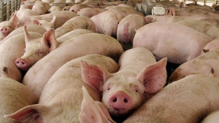 Lo que el pis de cerdo de una granja catalana nos enseñó sobre el origen de la vida