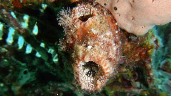 Descubren un animal capaz de regenerarse cuando se separa en tres trozos