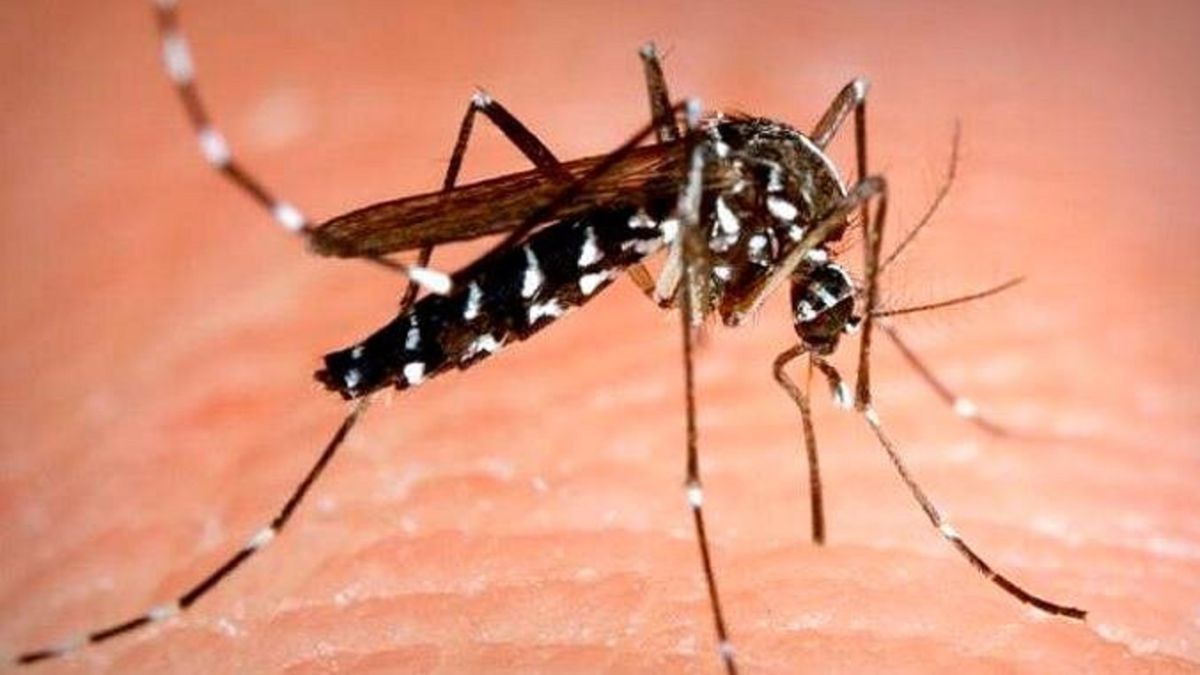 ¿Dónde se encuentra el mosquito más peligroso del mundo?