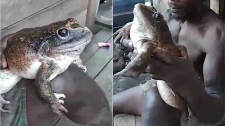 Descubren una rana del tamaño de un bebé