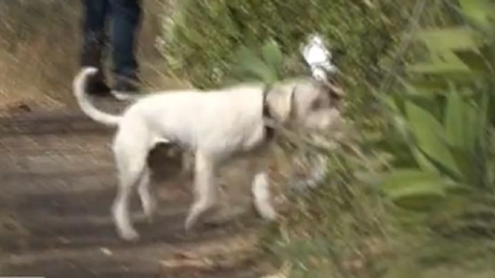 Junco, el perro de la Guardia Civil que busca a las dos niñas de Tenerife
