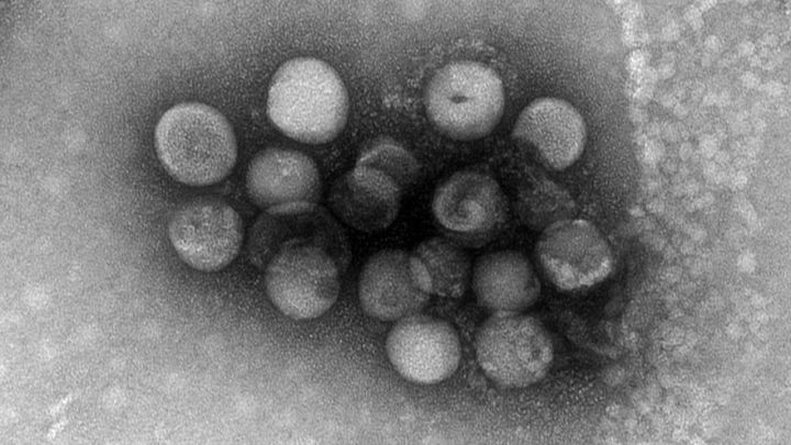 Los dos nuevos coronavirus que preocupan a los científicos