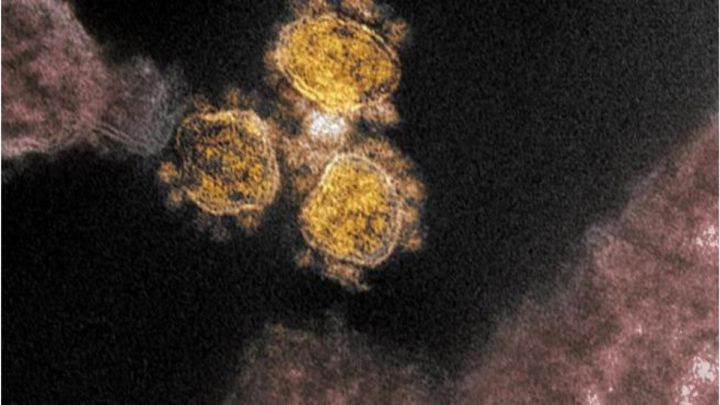 Coronavirus vacuna célula mecanismo de transmisión nuevo descubrimiento