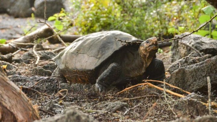 Tortuga especie extinción Islas Galápagos gigante 100 años